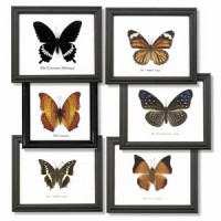 framed_butterflies