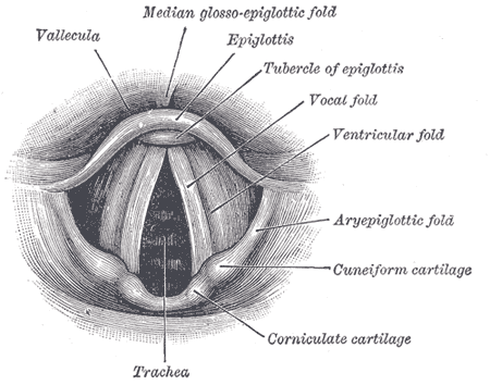vocal_cords