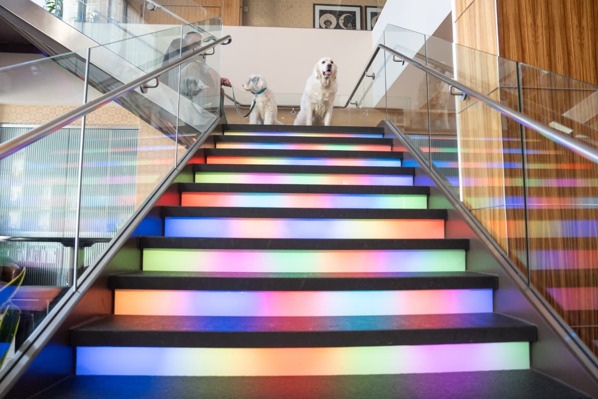 Mankind's best friend on the giant steps of the Moonrise Hotel. Photo from their website